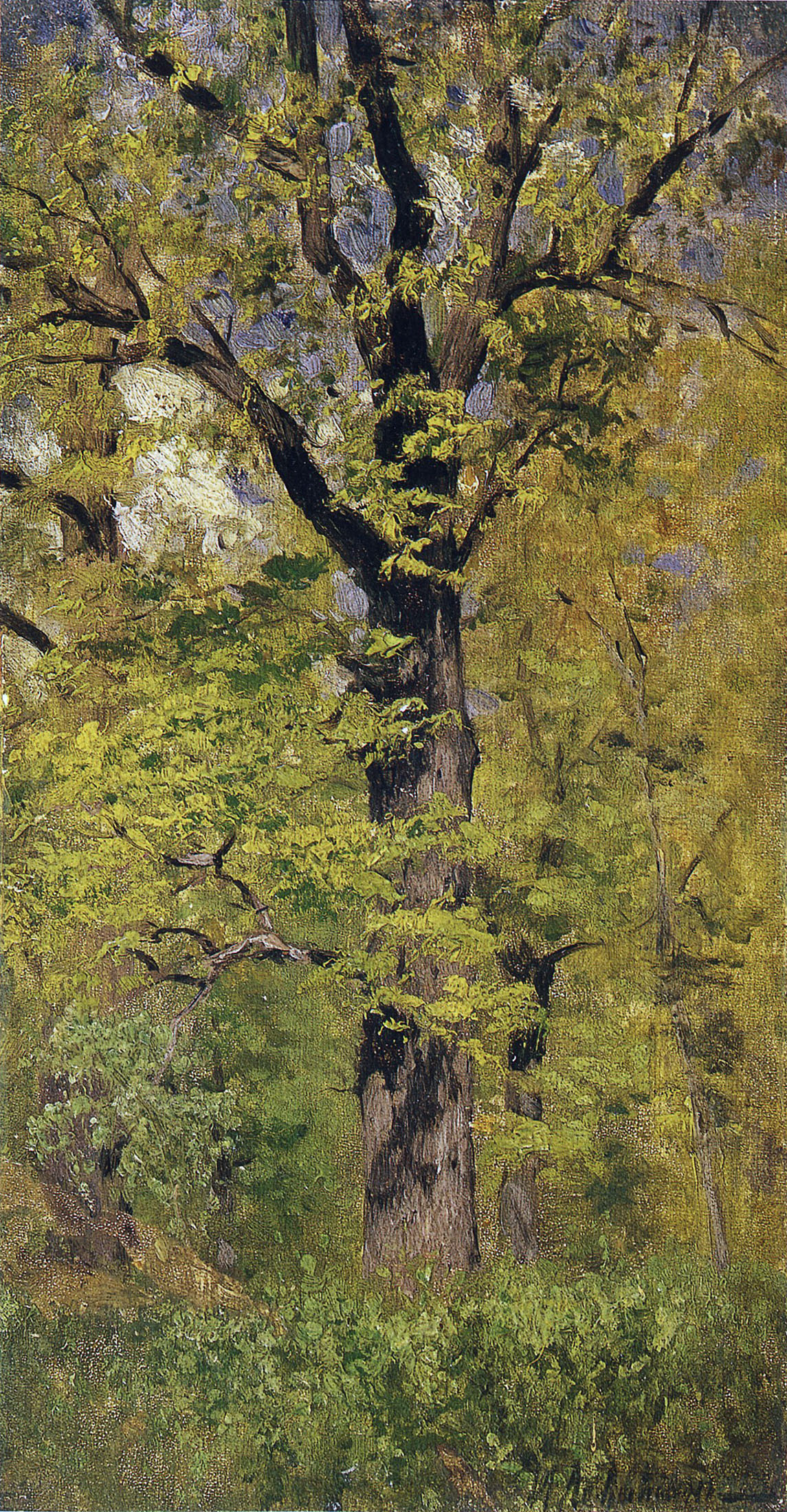 Левитан И.. Распускающийся дуб. 1883-1884