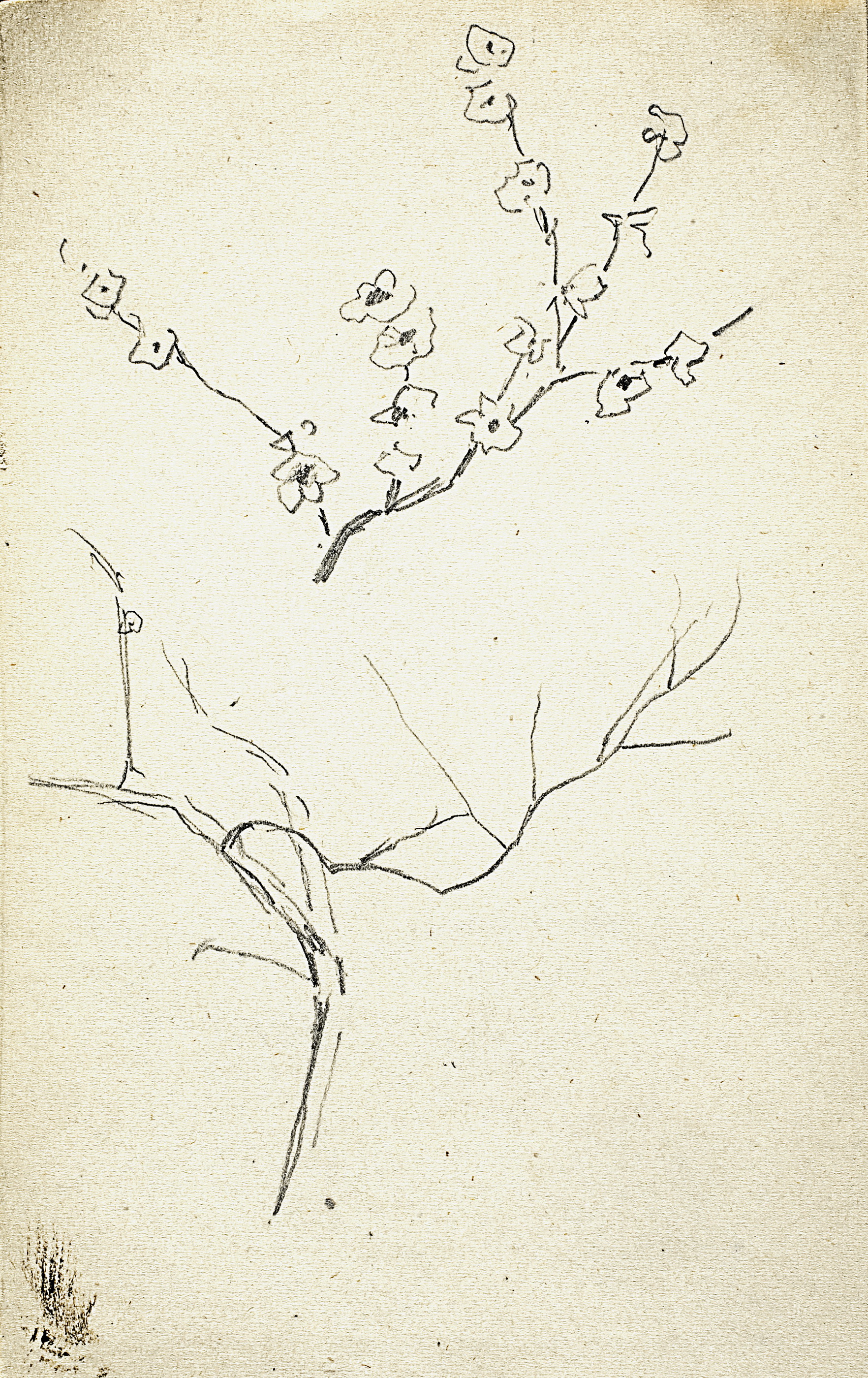 Левитан И.. Ветка цветущего дерева. Ветка. 1890