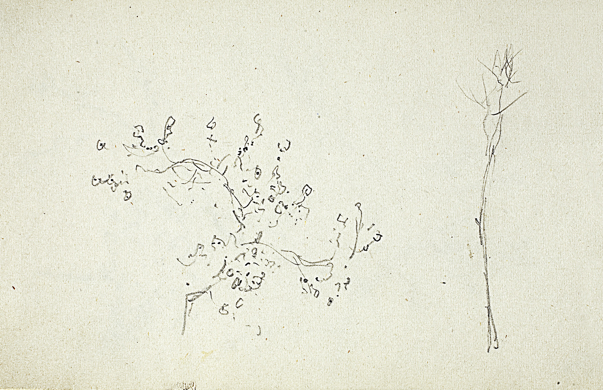 Левитан И.. Крона цветущего дерева. Дерево. 1890