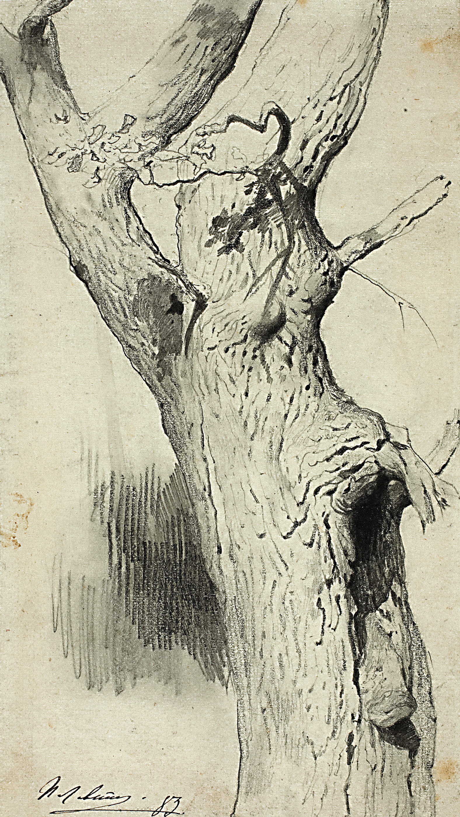 Левитан И.. Ствол дерева. 1883