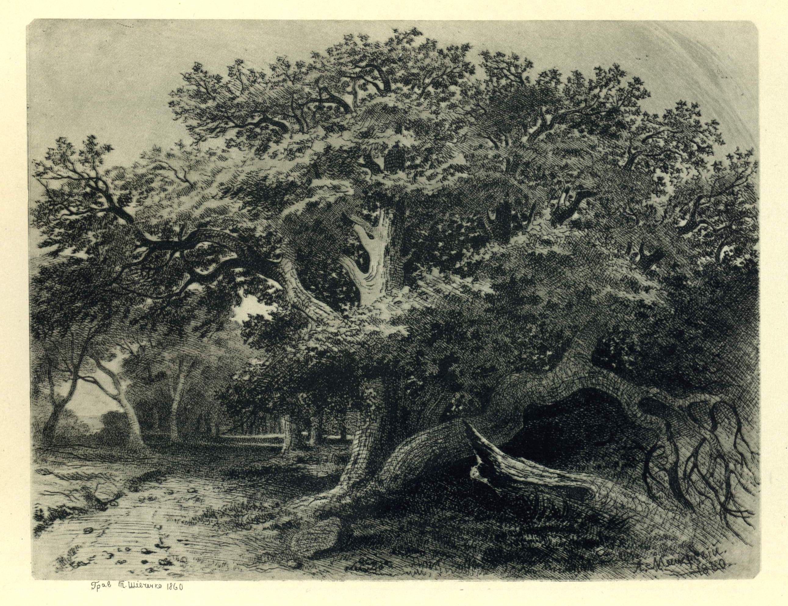 Шевченко Т.. Дуб . 1860 