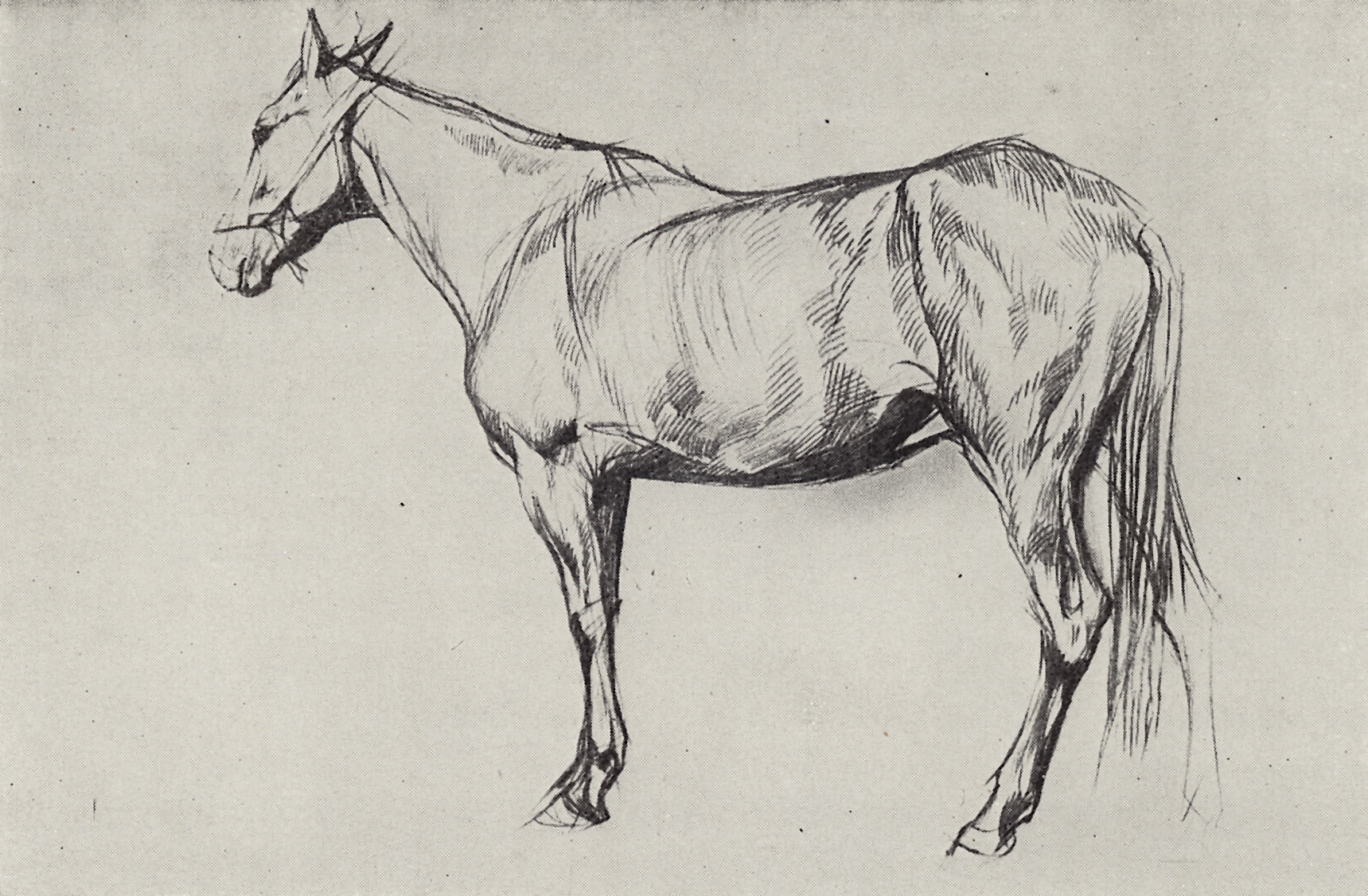 Серов В.. Лошадь. 1884