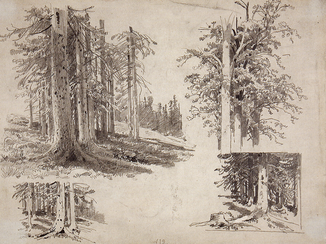 Шишкин. Этюды деревьев. 1880-е