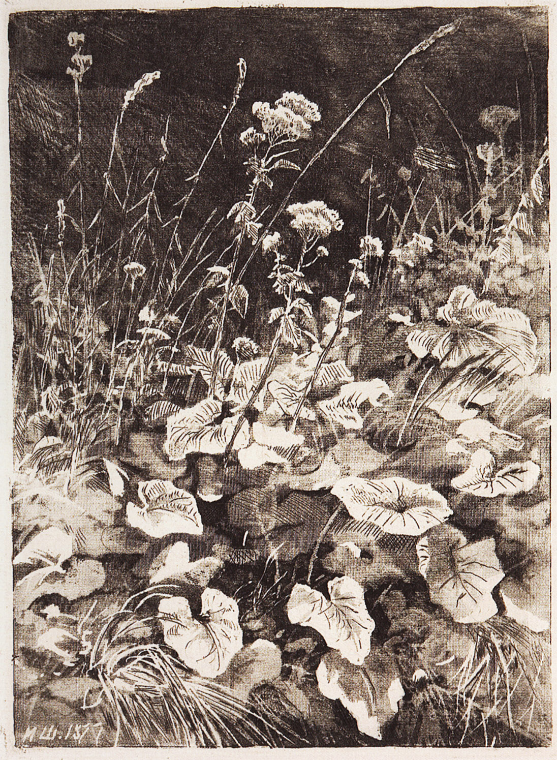 Шишкин. Белый цветы. 1877