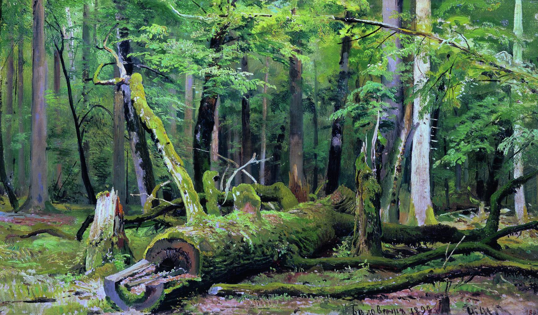 Шишкин. Срубленный дуб в Беловежской пуще. 1892