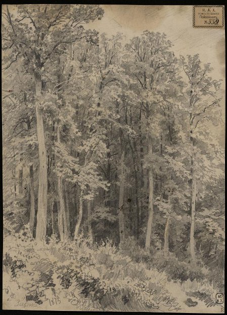 Шишкин. Деревья. Козловка-Засека. 1873