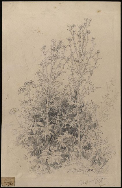 Шишкин. Полевые цветы. 1884