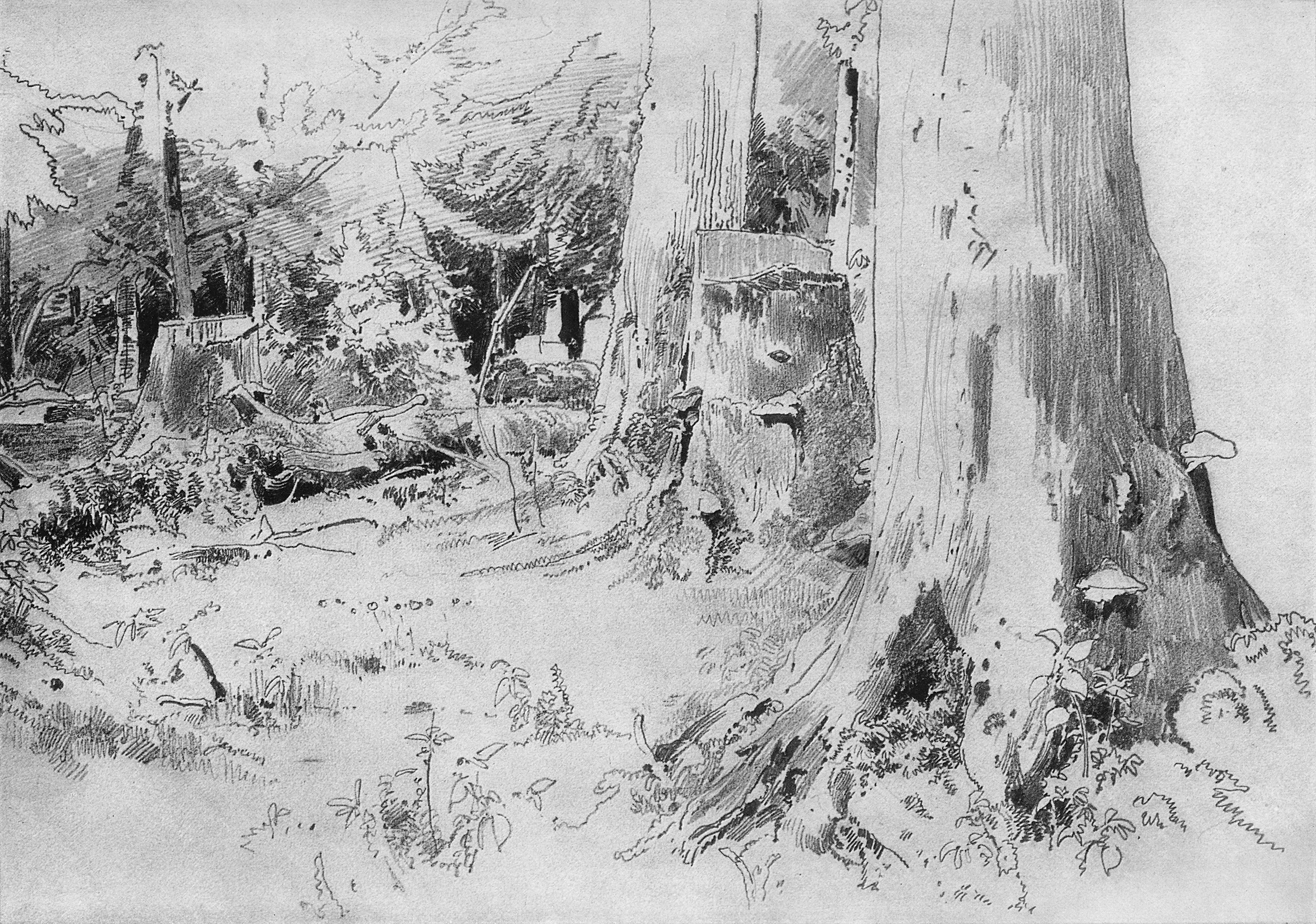 Шишкин. Вырубленный лес. 1880-е