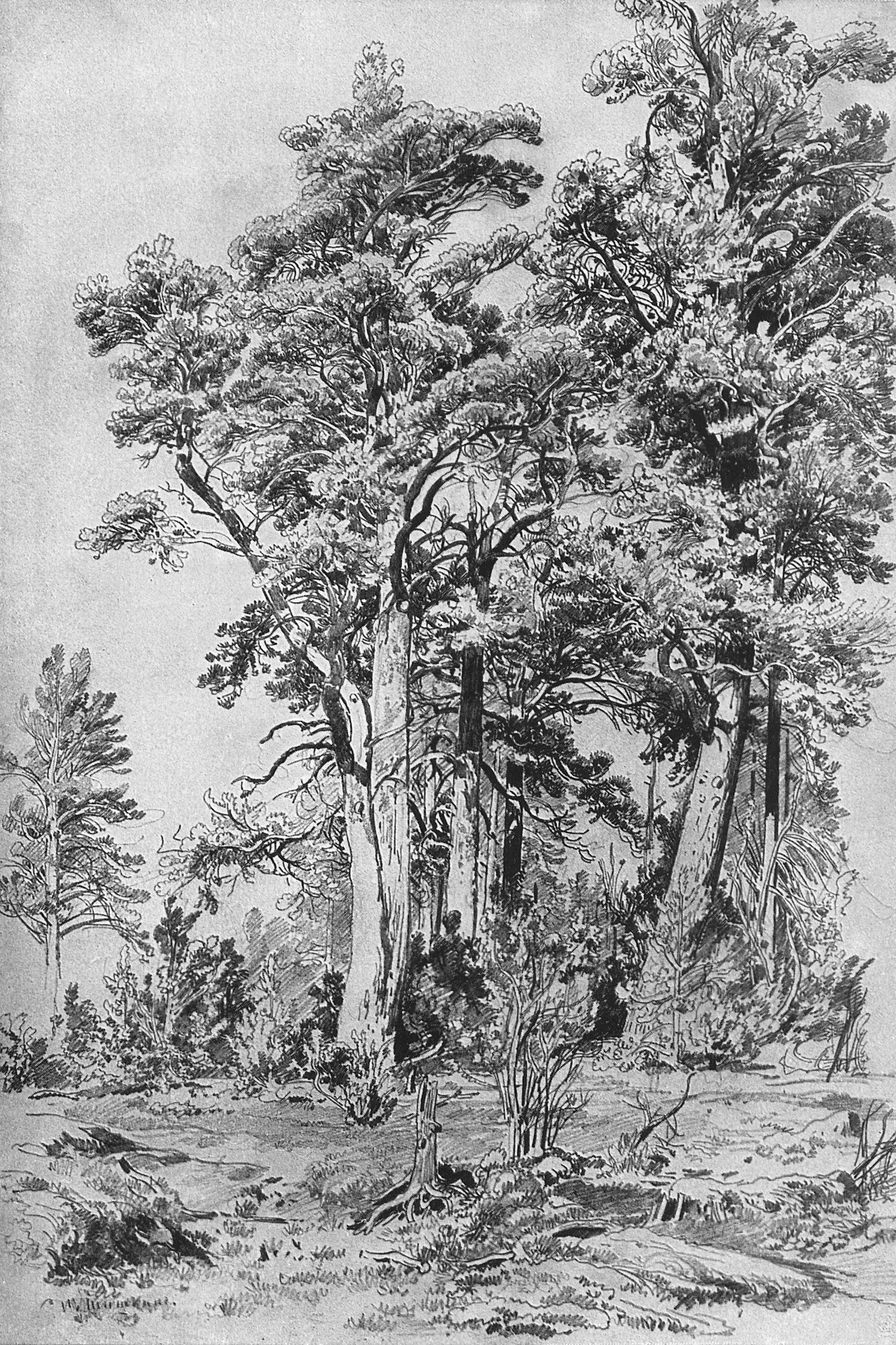 Шишкин. В лесу. 1889