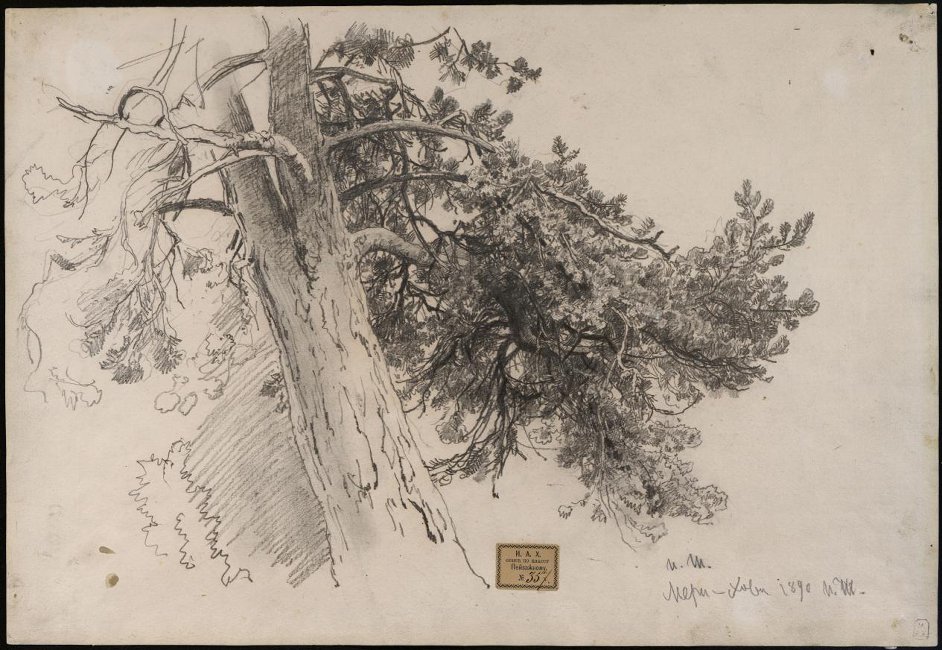 Шишкин. Часть ствола сосны. Мери-Хови. 1890