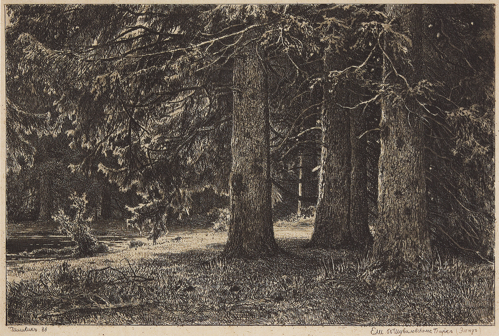 Шишкин. Ели (Ели в Шуваловском парке). 1886