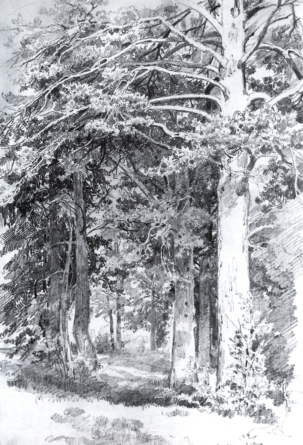 Шишкин. Сосновый лес. 1889
