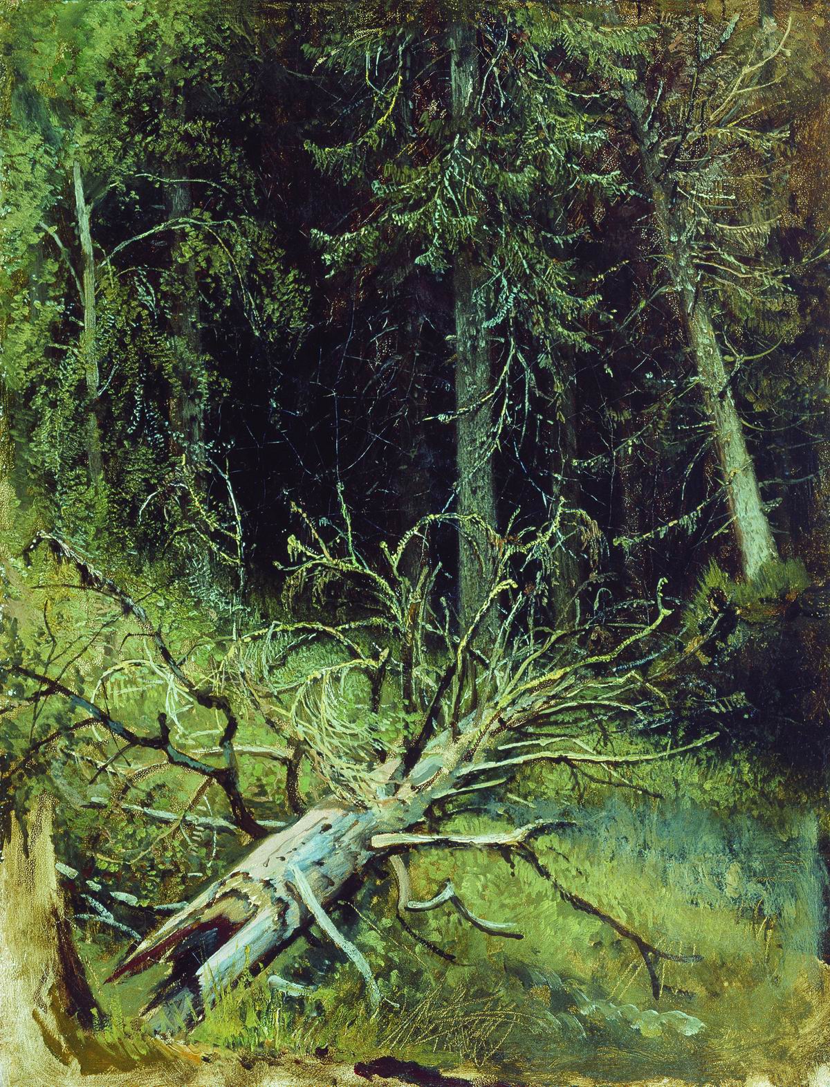 Шишкин. В еловом лесу. 1870-е