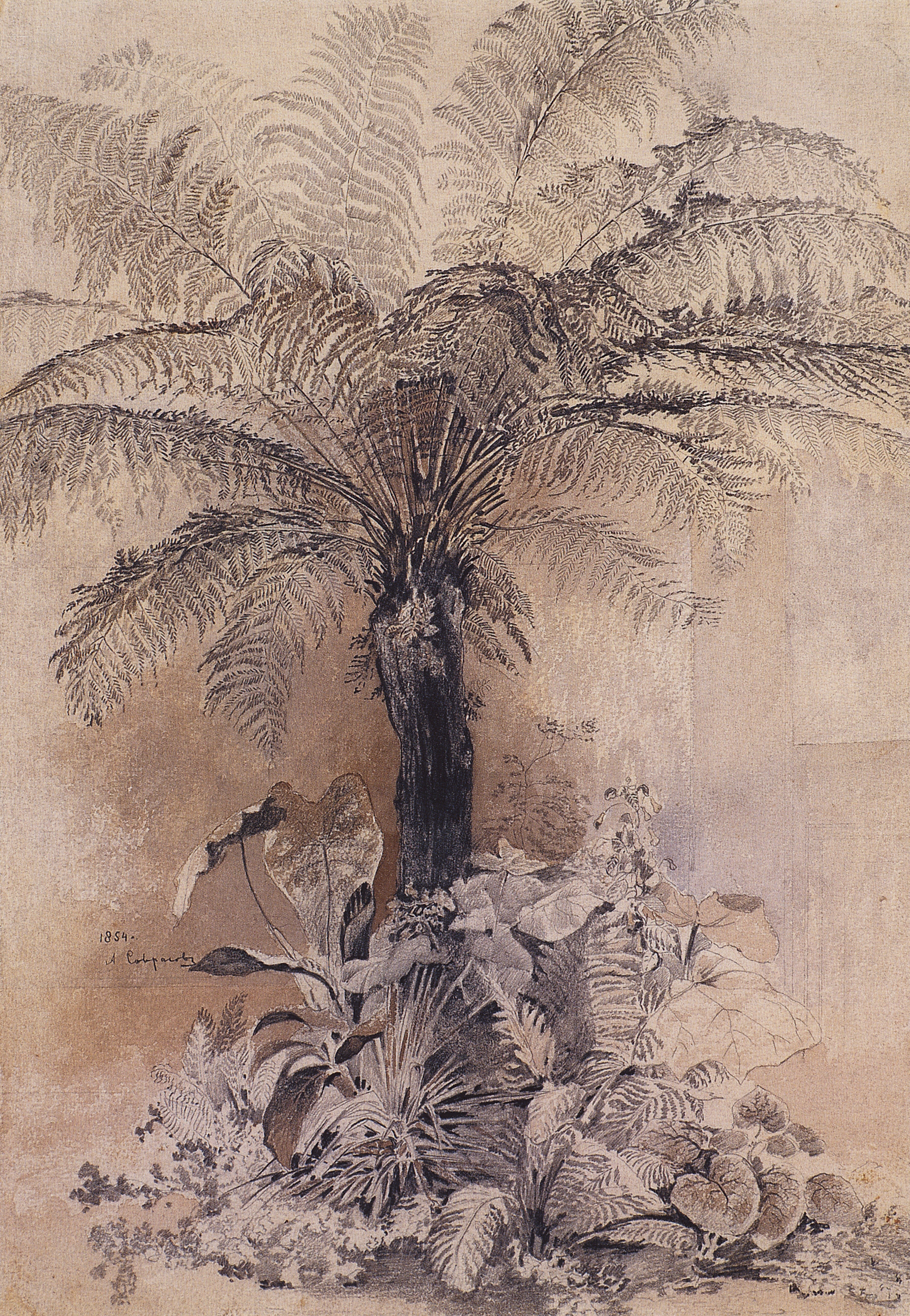 Саврасов. Тропические растения. Древовидный папоротник. 1854