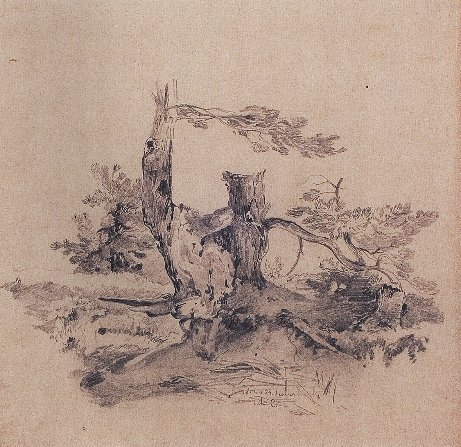 Саврасов. Сосны, прилегающие к корню части стволов. 1854