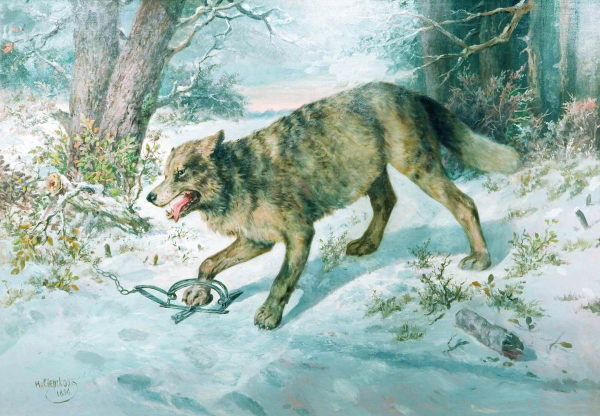 Сверчков Н.. Попался волк. 1896