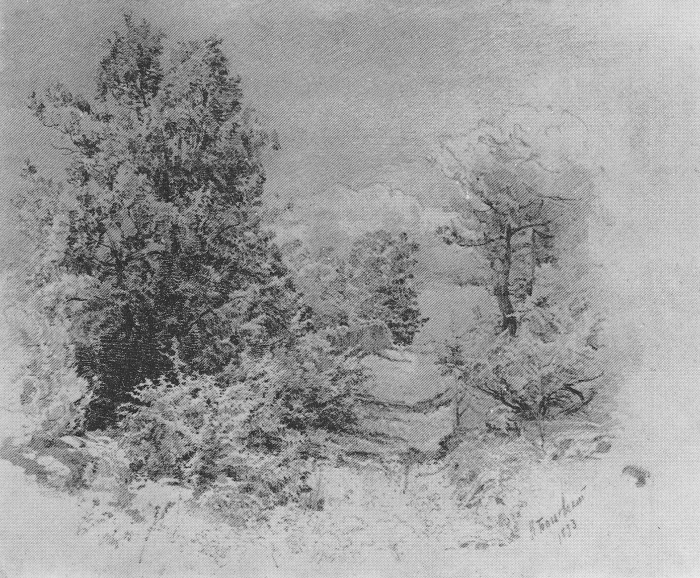 Богаевский. Рисунок деревьев. 1893
