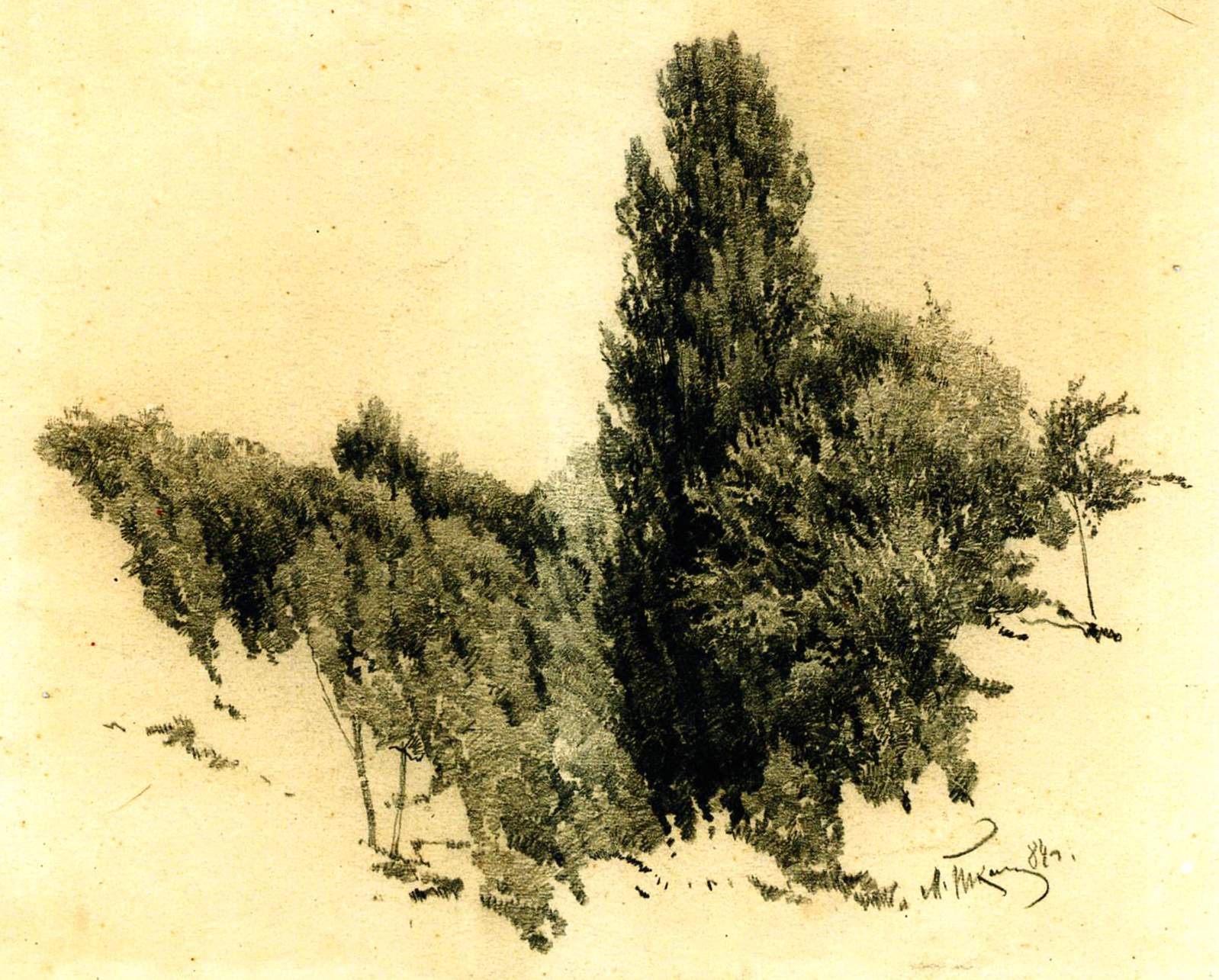 Ткаченко. Пирамидальный тополь. 1884 