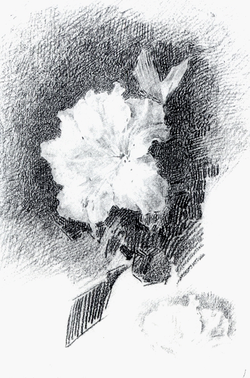 Врубель. Белая азалия с листьями. 1886-1887