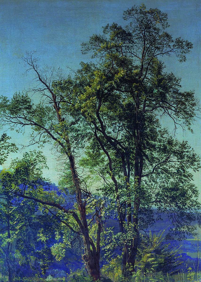 Иванов А.А.. Оливковое дерево. Долина Аричча. 1842
